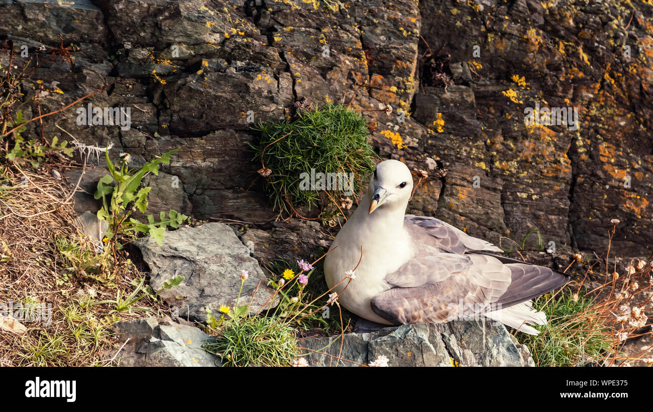 Single Fulmar (Fulmarus glacialis) sitting on their nest between rocks in wind shaded spot at exposed sea cliffs.Close up. Bray Head, co.Wicklow, Irel Stock Photo
