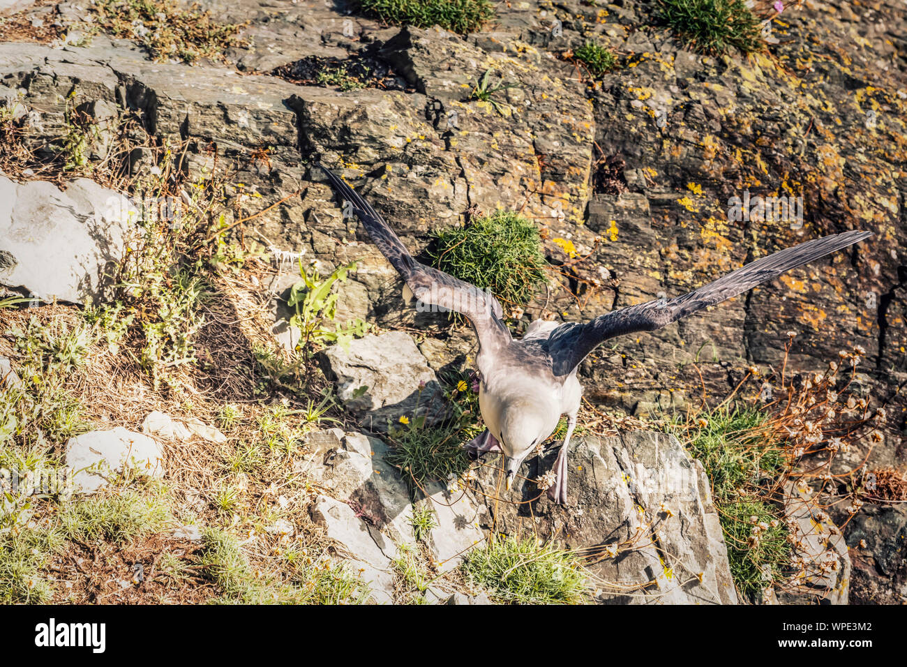 Taking off. Fulmar (Fulmarus glacialis)  ready to fly. Close up. Bray Head, co.Wicklow, Ireland. Stock Photo