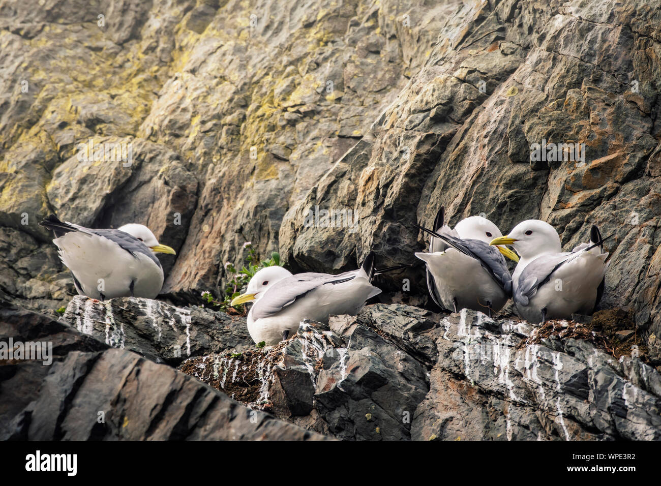 Little colony of Kittiwakes on cliff ledge of Irish Sea. Bray Head, co.Wicklow, Ireland. Stock Photo