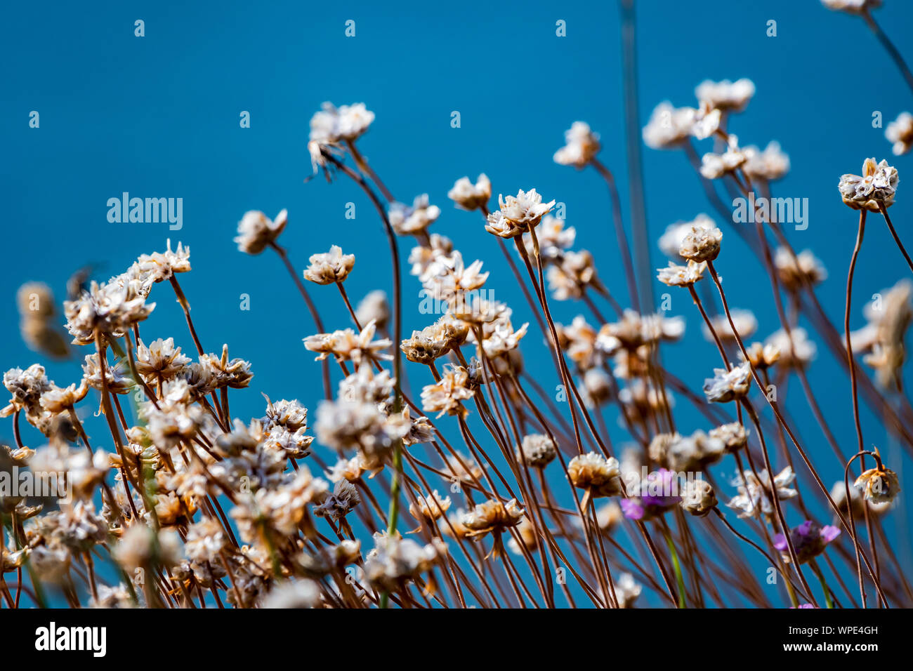 Dried Flowers Of White Clover Trifolium Repens On The Sea Waves Background Found On The Edge Of The Sea Cliff Bray Head Co Wicklow Ireland Stock Photo Alamy