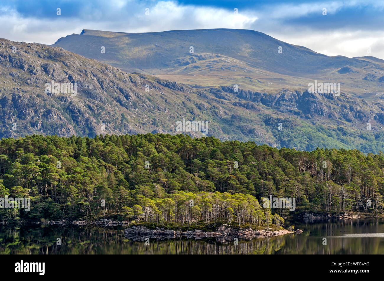 LOCH MAREE WESTER ROSS HIGHLANDS SCOTLAND ISLANDS AND SCOTS PINE TREES IN LATE SUMMER Stock Photo