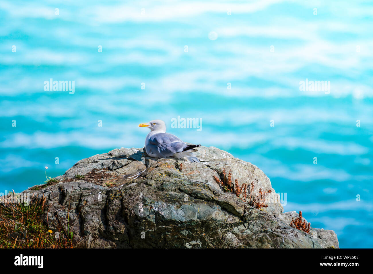 Single Herring Gull sitting on the single rock off land in Irish Sea.  Bray Head, co.Wicklow, Ireland. Stock Photo