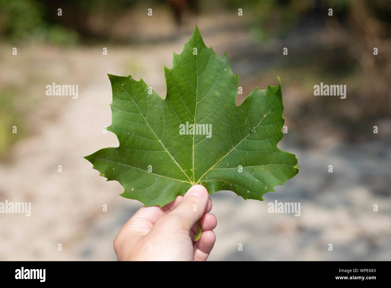 Hand Holding A Leaf Of Norway Maple Acer Platanoides In Outdoor Background Stock Photo Alamy