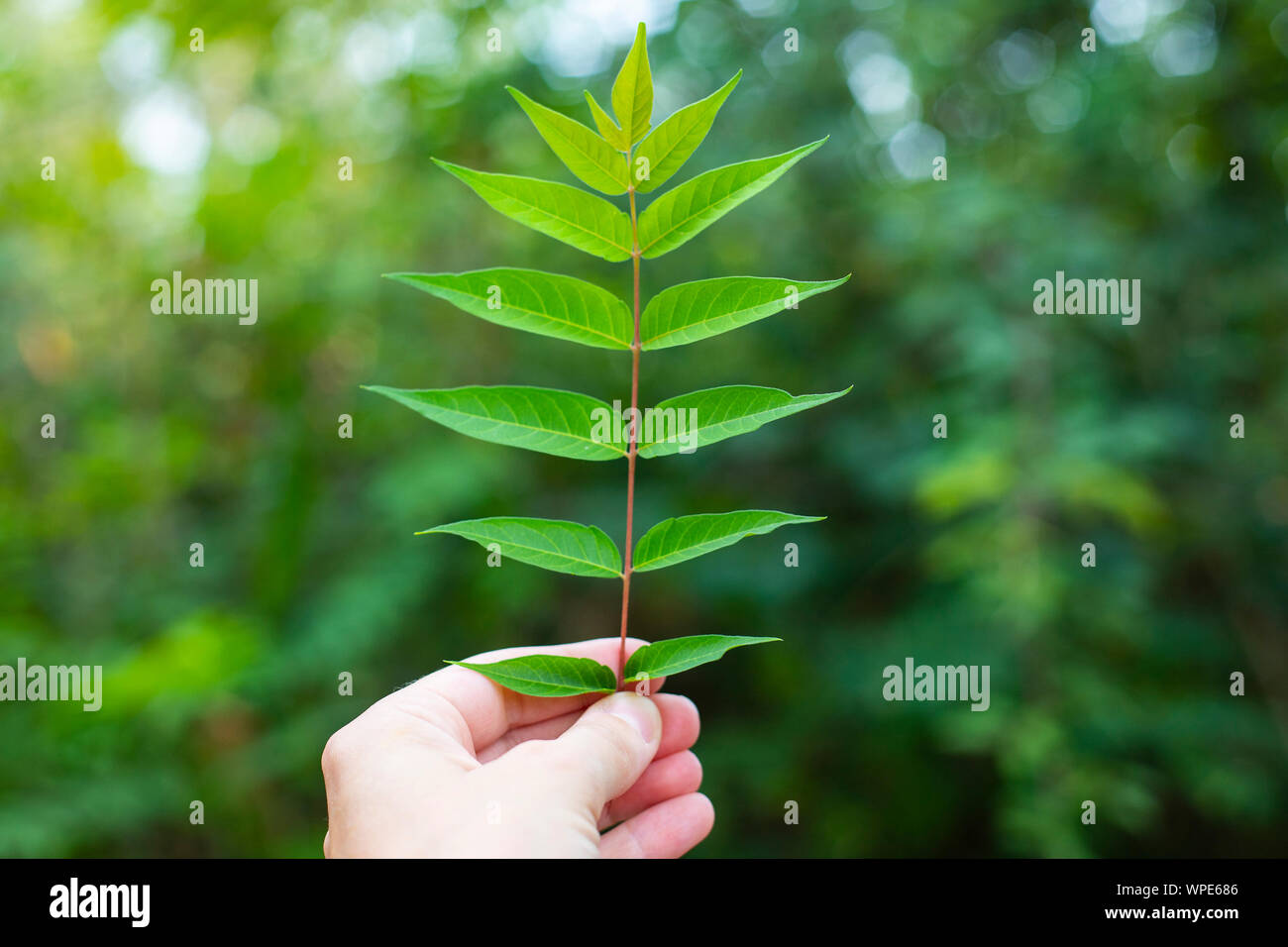 Hand holding a twig of ailanthus (Ailanthus Altissima) in outdoor background Stock Photo