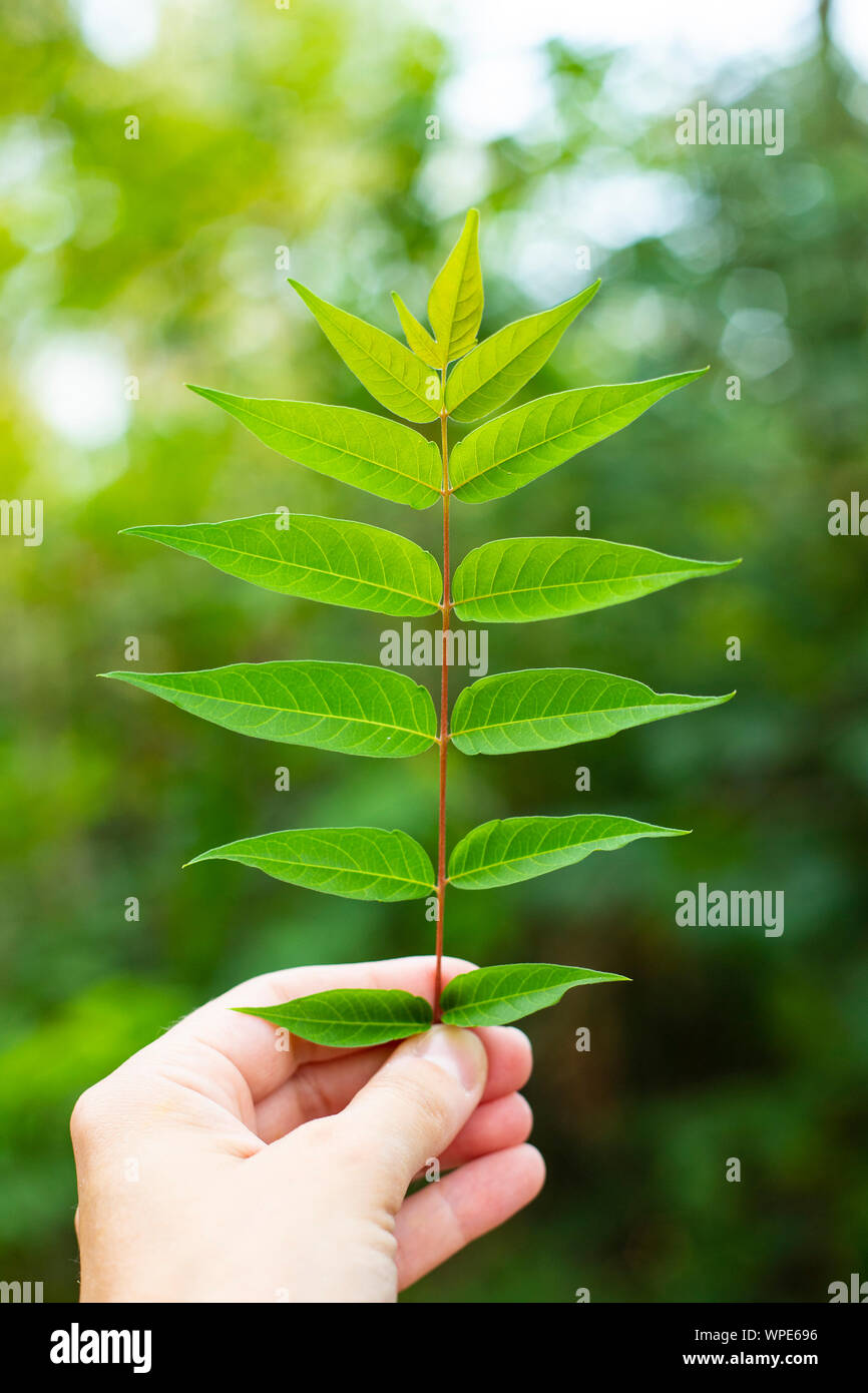 Hand holding a twig of ailanthus (Ailanthus Altissima) in outdoor background. Vertical shot. Stock Photo