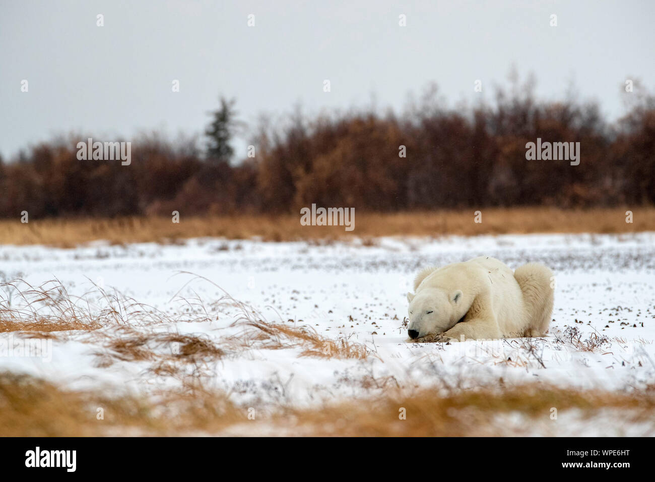 Polar bear sleeps on the snow, Nanuk Lodge, Churchill, Manitoba, Canada Stock Photo