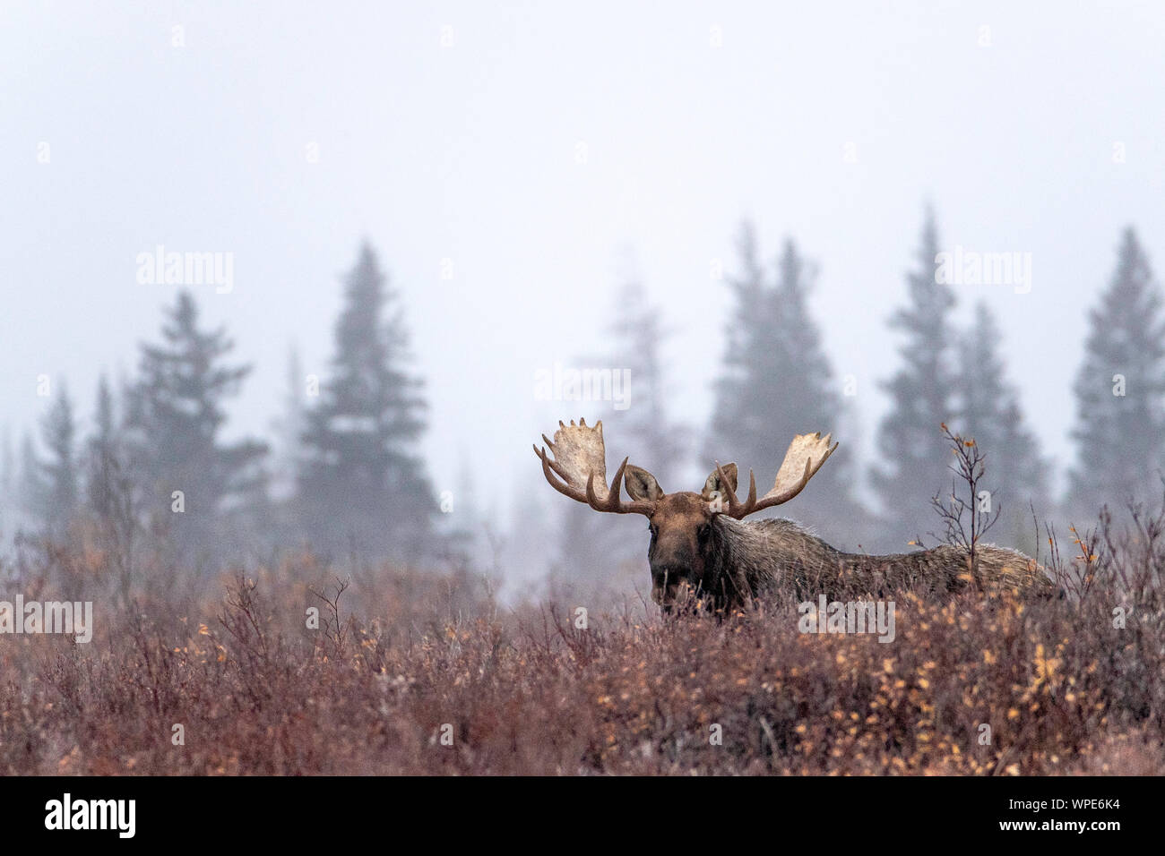 Large bull moose amongst the willows in a boreal forest Stock Photo