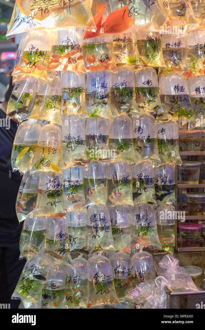 Pet shop in hong kong hires stock photography and images Alamy