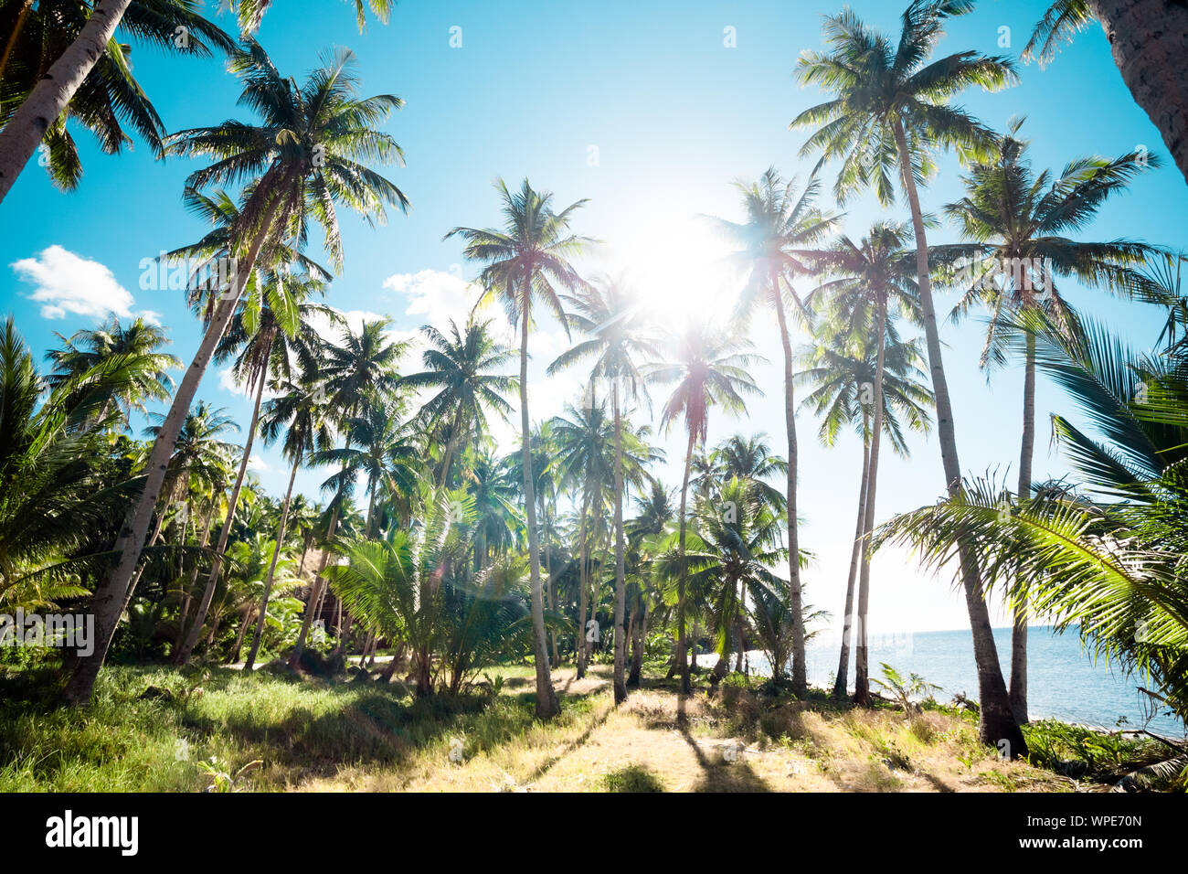 Group palm trees under sunlight hi-res stock photography and images - Alamy