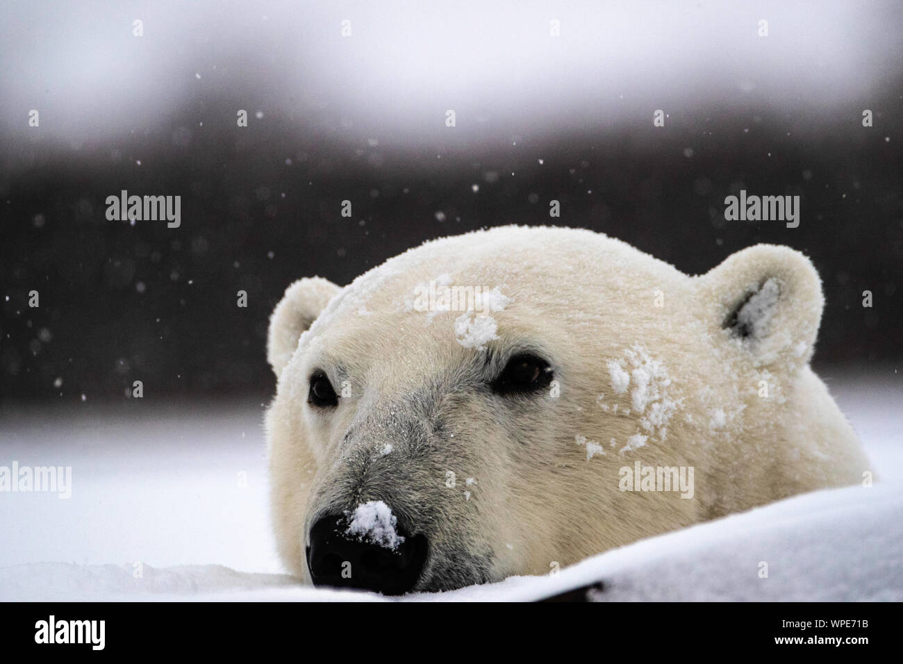 Polar bear with its nose in the  falling snow, Nanuk Lodge, West hudson Bay, Churchill, Manitoba, Canada Stock Photo
