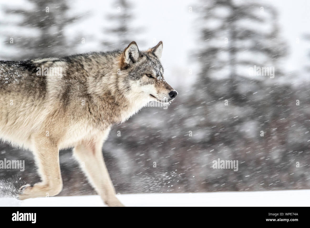 Canadian Timber Wolf walks in the snow, Nanuk Lodge, West Hudson Bay, Churchill, Manitoba, Canada Stock Photo
