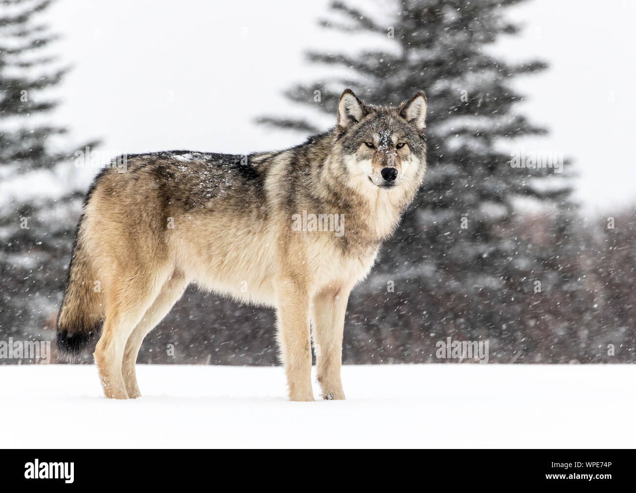 alaskan timber wolf