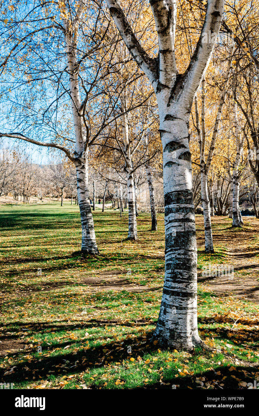 Beautiful autumn landscape with yellow trees. Falling leaves natural background Stock Photo - Alamy