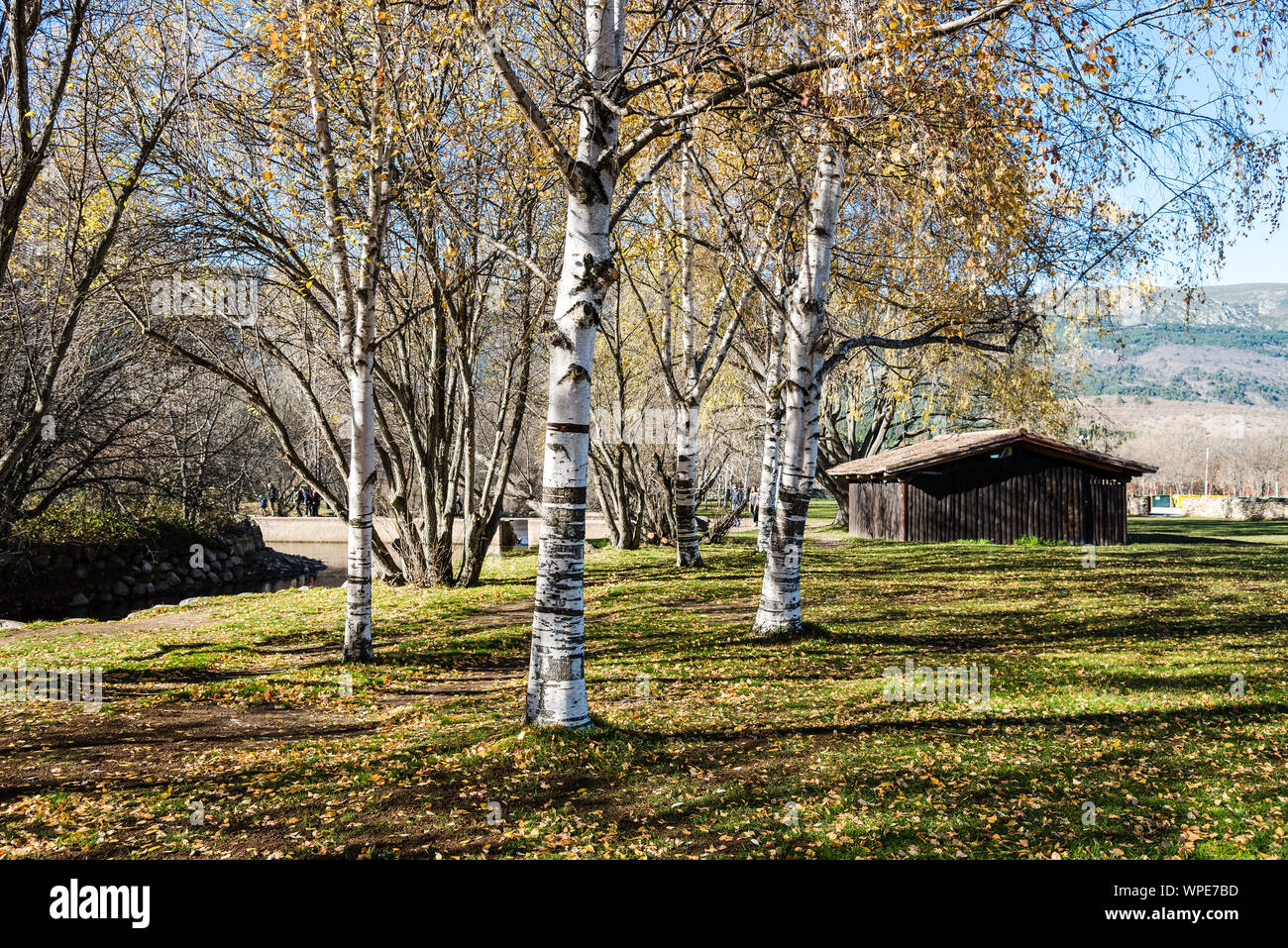 Beautiful autumn landscape with yellow trees. Falling leaves natural background Stock Photo - Alamy