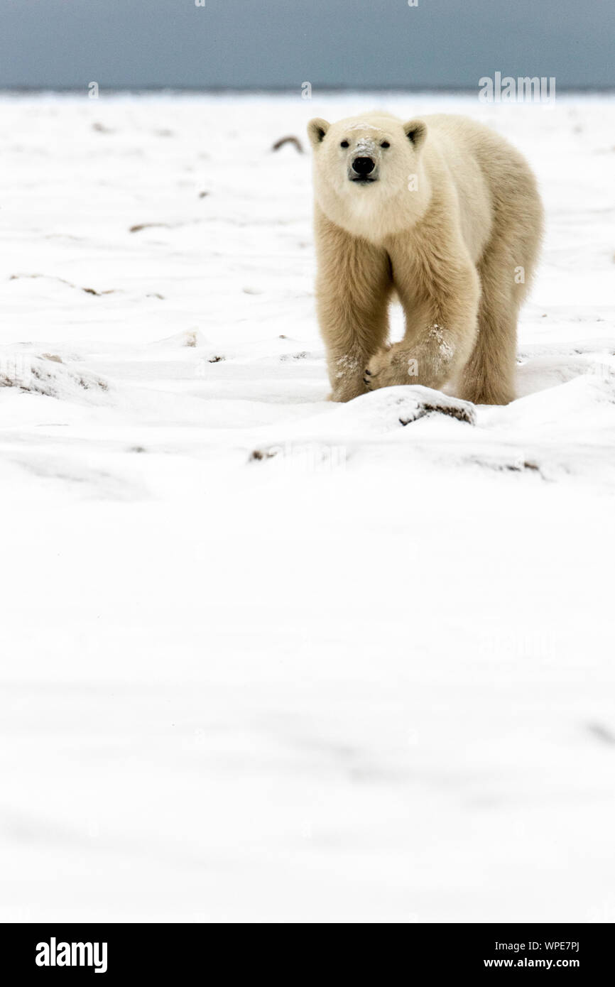 Polar bear walks across the snow, Seal River Heritage Lodge, Hudson Bay