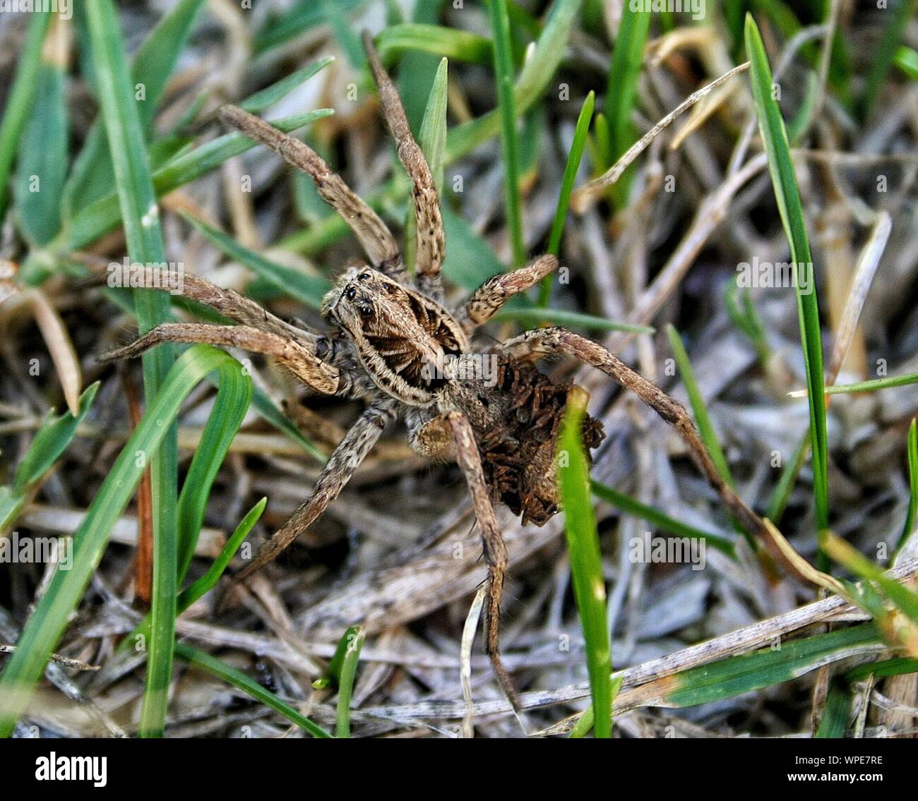 Close-up Of Spider On Grass Stock Photo