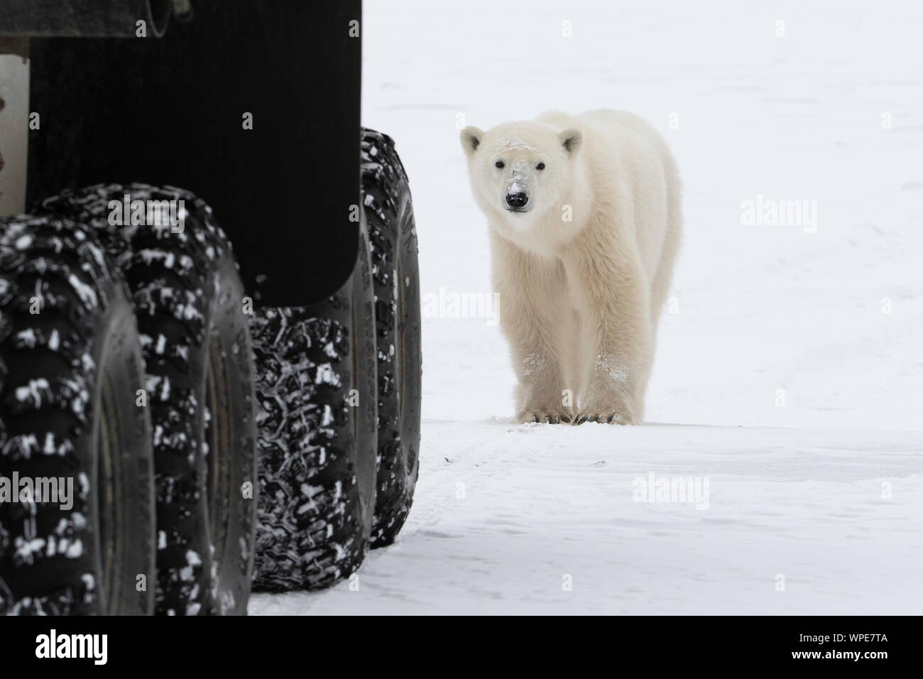 Polar bear eyes up the tires on a tundra vehicle Stock Photo