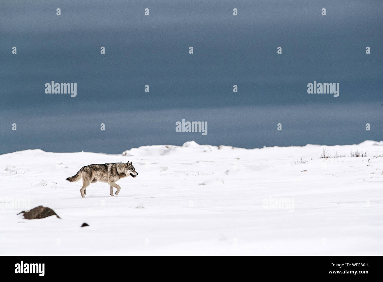 Lone adult female Canadian timber wolf walks across the snow, Nanuk Lodge, Churchill, Manitoba, West Hudson bay, Canada. Stock Photo