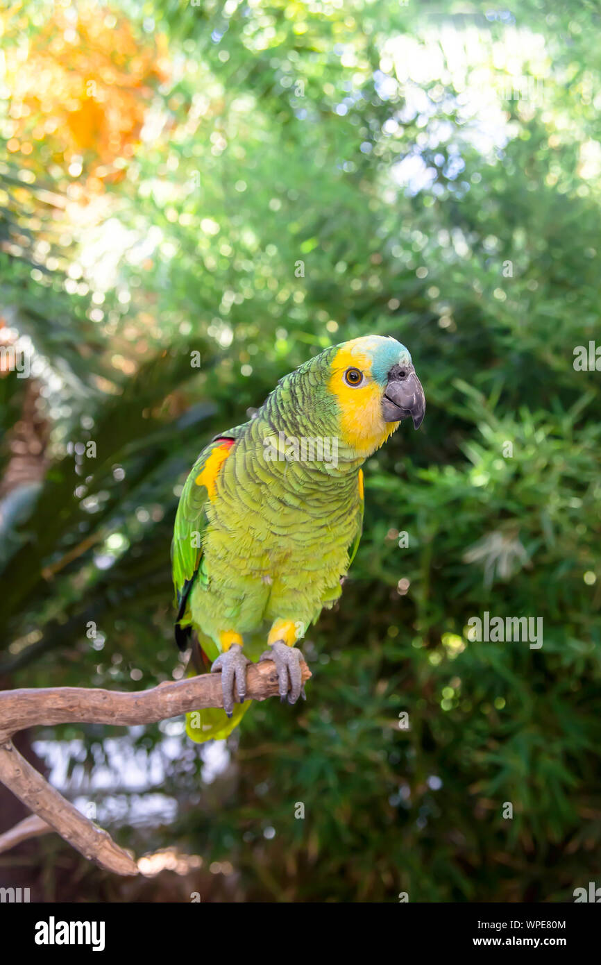 Funny Bird Bright Blue Feathers High Resolution Stock Photography and  Images - Alamy