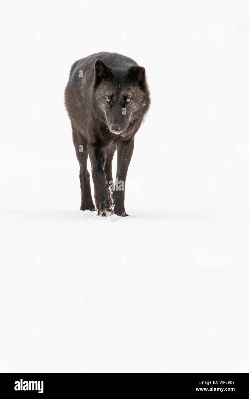 old male black Canadian timber wolf walks across the snow, looking straight at the camera.  Churchill, West Hudson Bay, Canada. Stock Photo