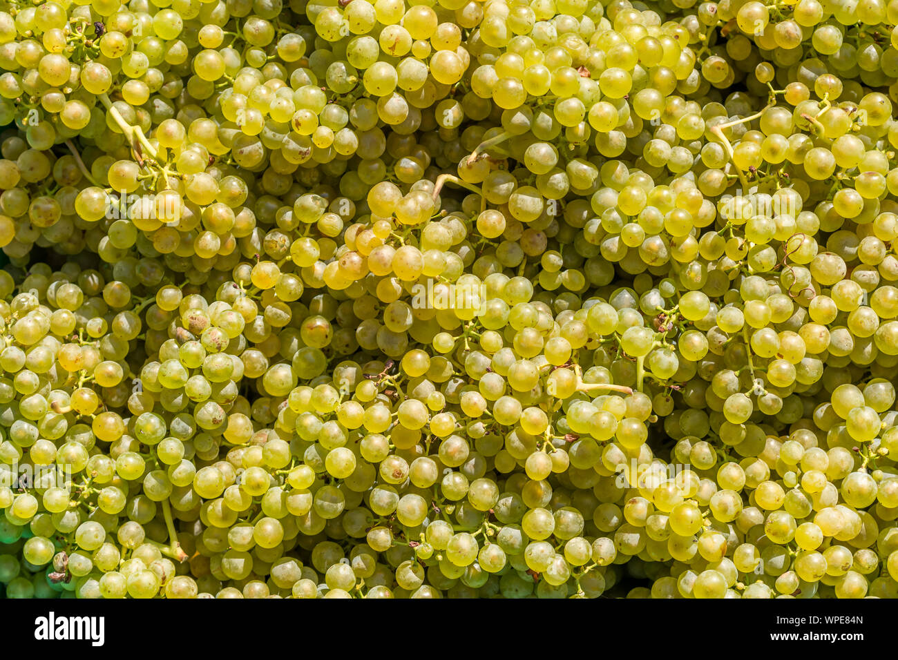 Large amount of grapes after the harvest Stock Photo