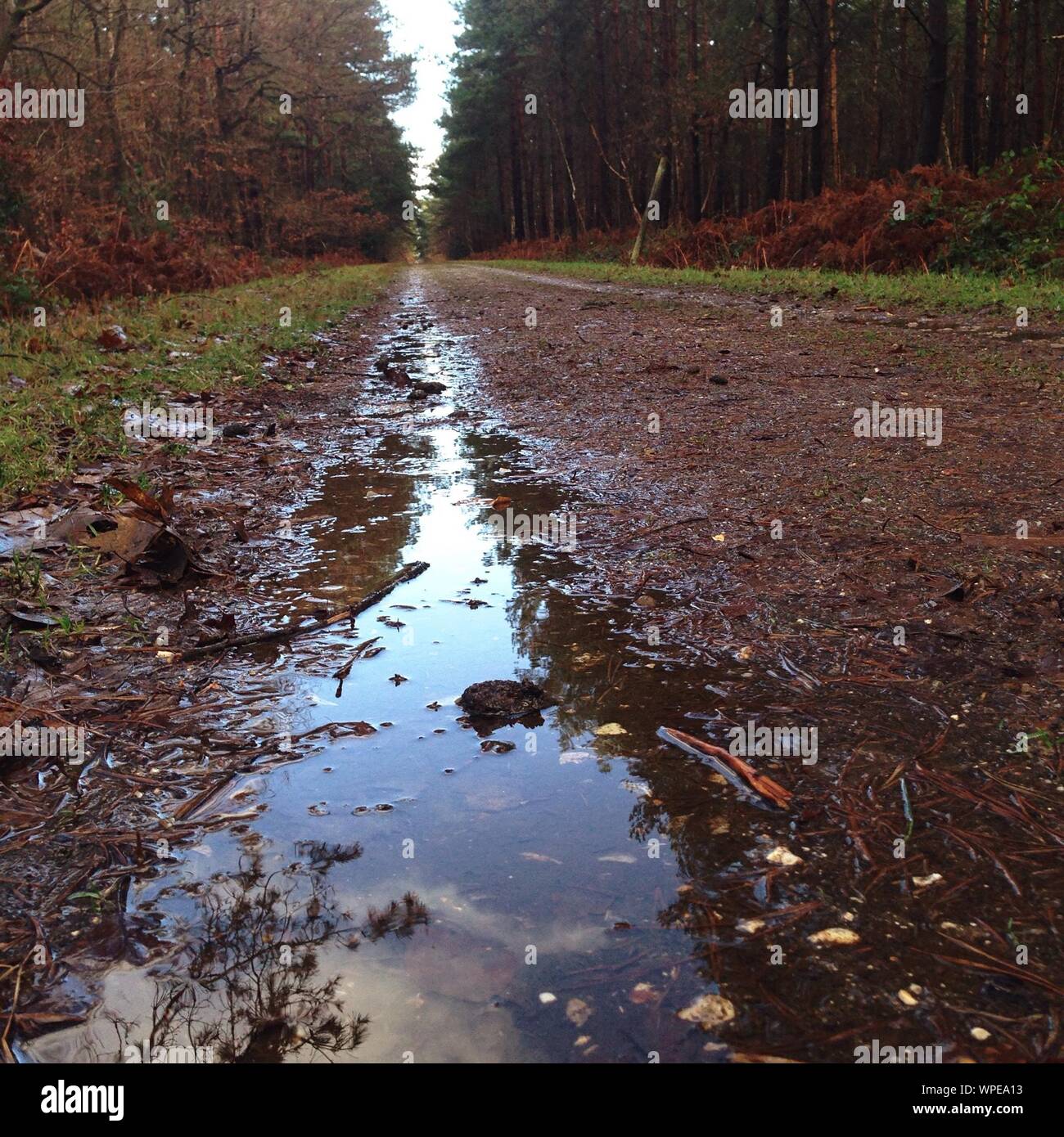 Wet Land In Forest Stock Photo