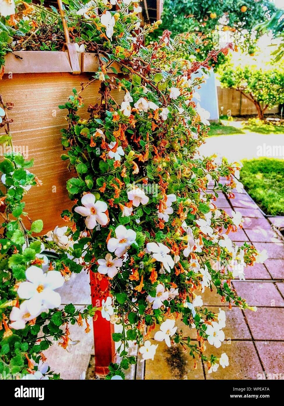White Flowers Hanging On Wall Stock Photo Alamy