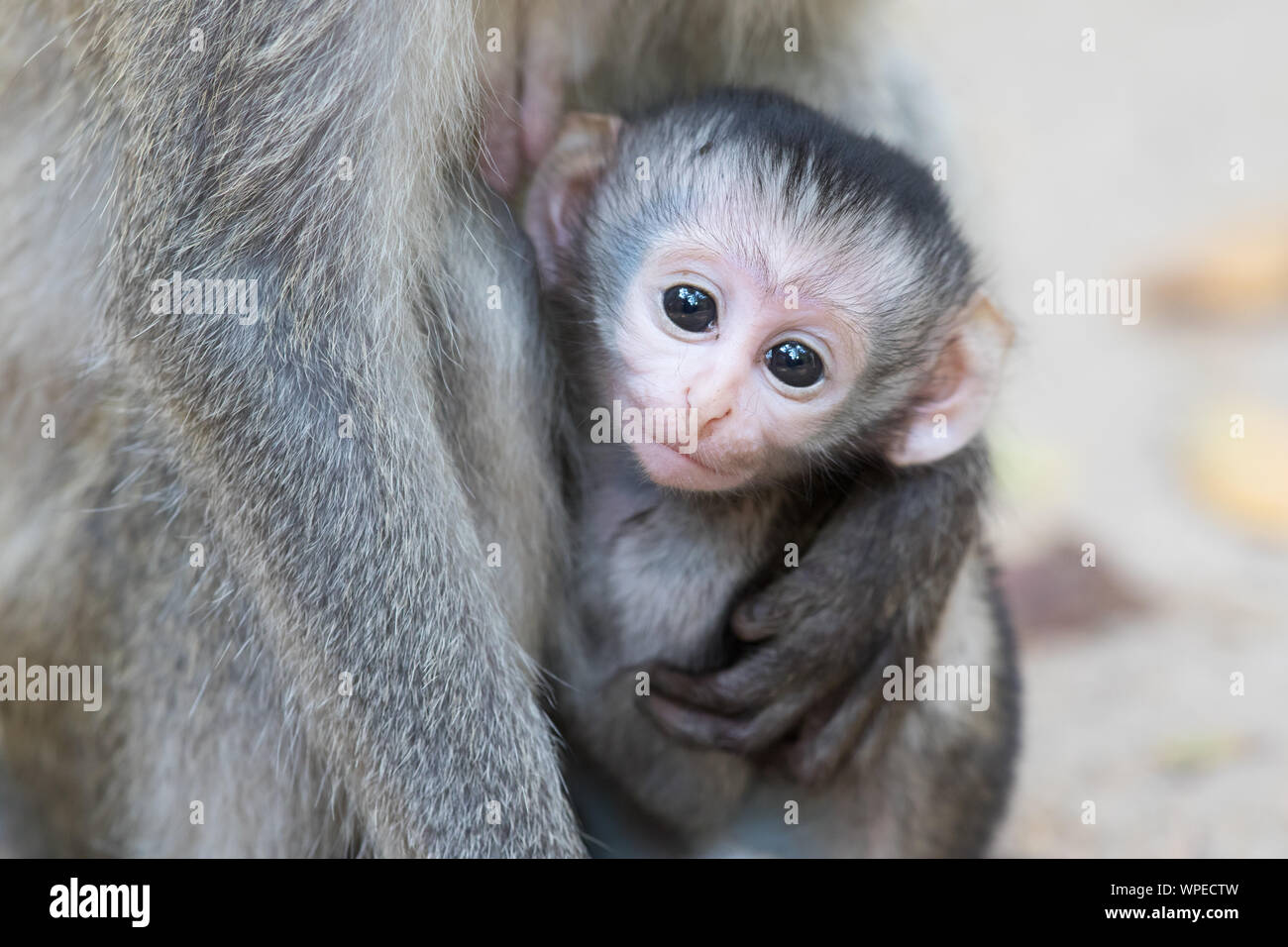 A newborn Baby Vervet Monkey in its mothers clutches Stock Photo