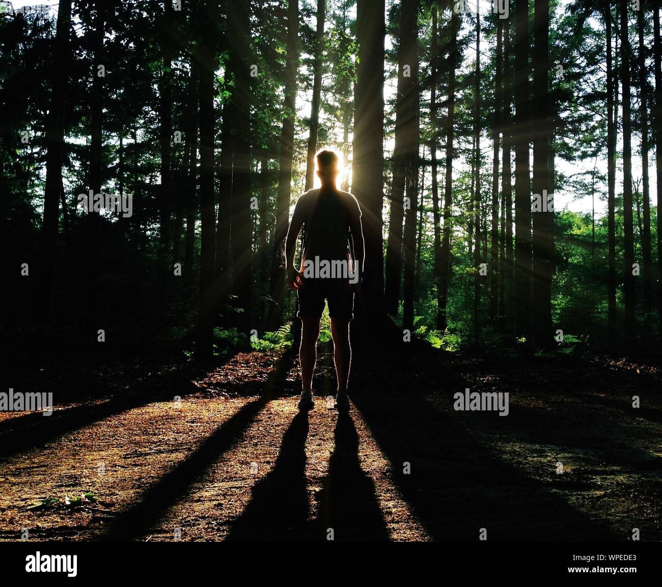 Silhouette man standing in forest hi-res stock photography and images ...