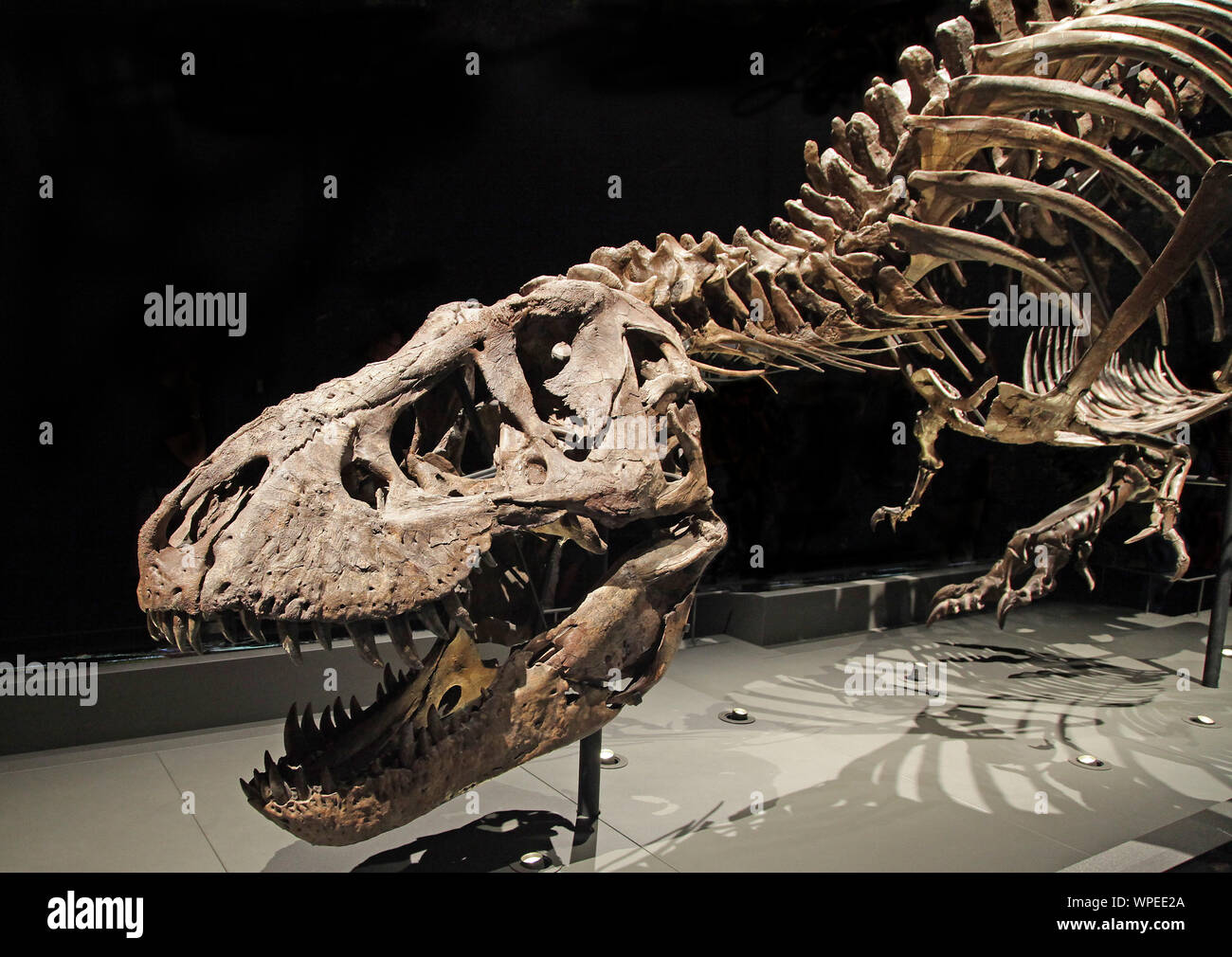 Tyrannosaurus rex.Trix.excavated in Montana US.lived 67 million years ago.Cretaceous period. Stock Photo