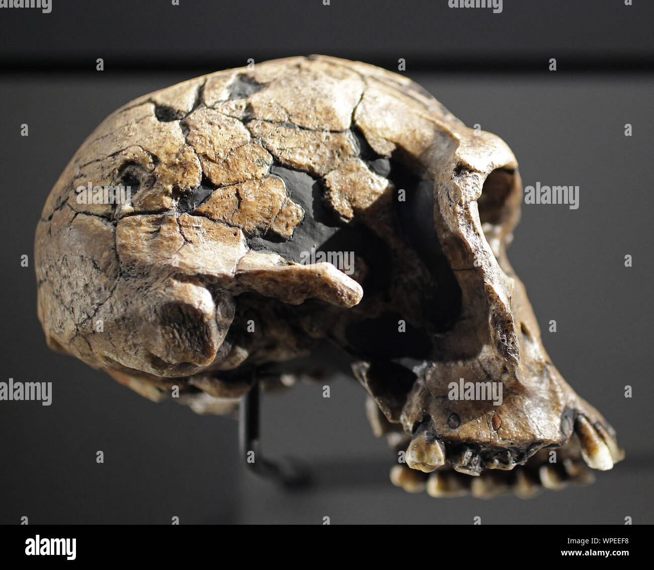 species Homo habilis Skull.Handy man.Archaic species of Homo.lived between 2.1 and 1.5 million years ago.Homo habilis. Stock Photo
