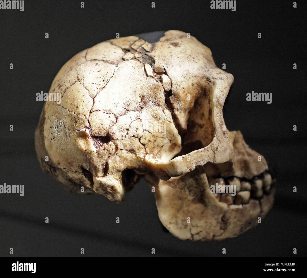 Homo floresiensis skull from the Liang Bua Cave on the island of Flores in Indonesia.Cast of LB1 Stock Photo