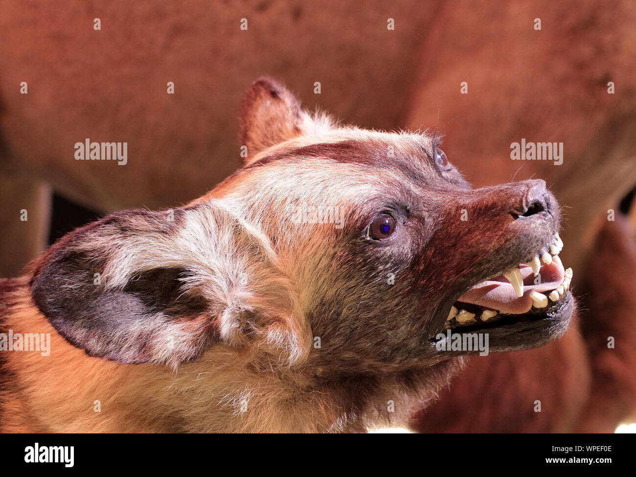 Taxidermy African wild dog.Lycaon pictus Kingdom:Animalia Phylum:Chordata Class:Mammalia Order:Carnivora Family:Canidae Subfamily:Caninae Tribe Canini Stock Photo