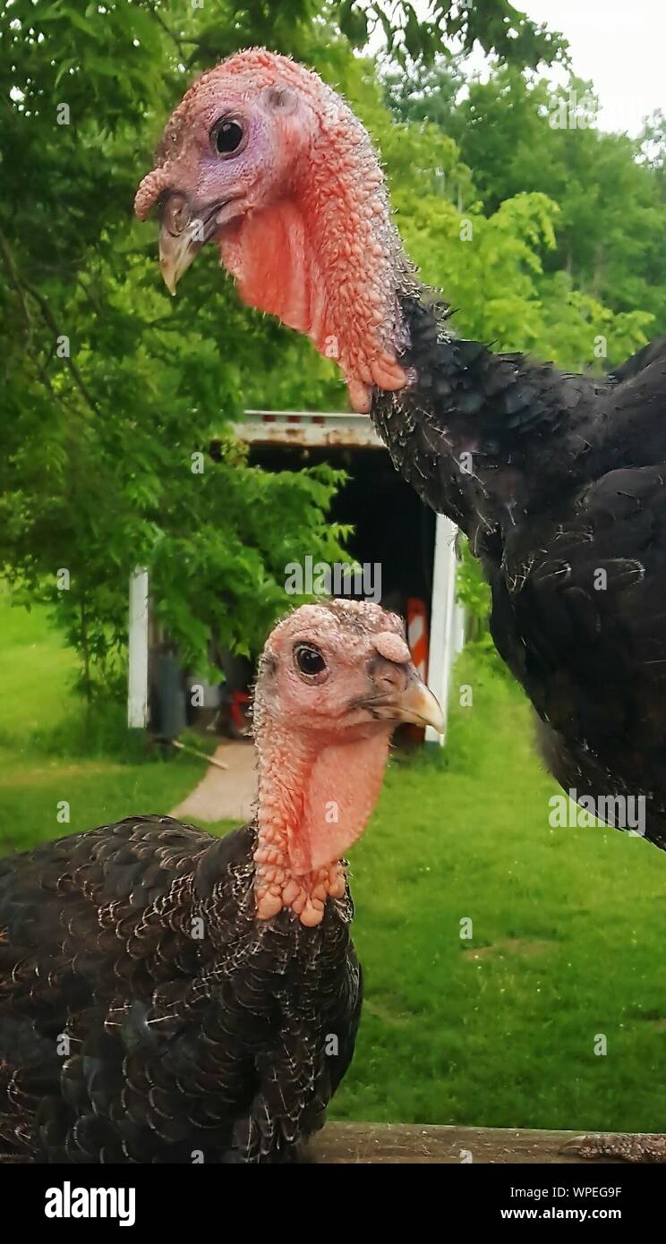 Two Turkey Birds High Resolution Stock Photography and Images Alamy