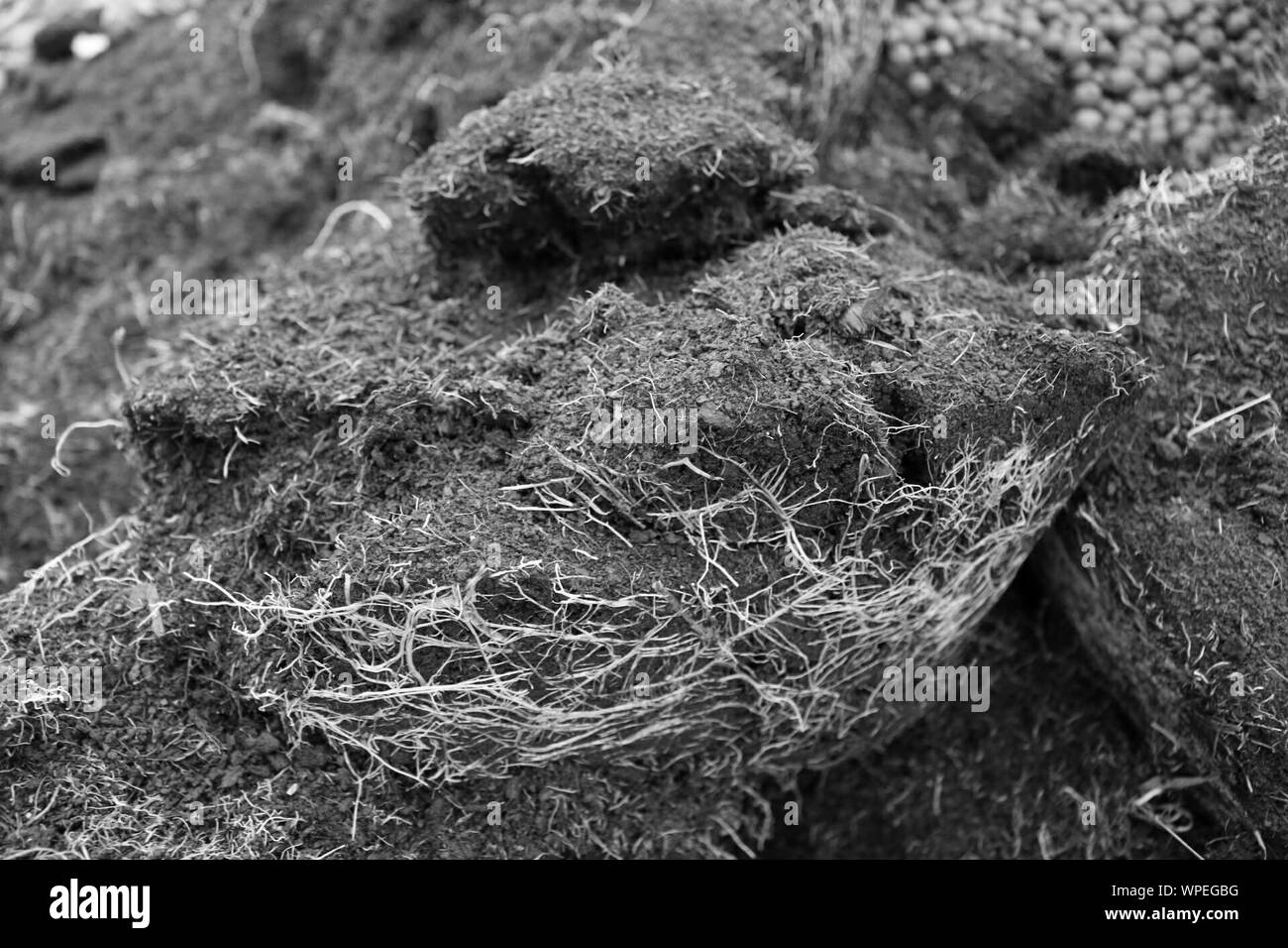 Agriculture cow dung hi-res stock photography and images - Alamy