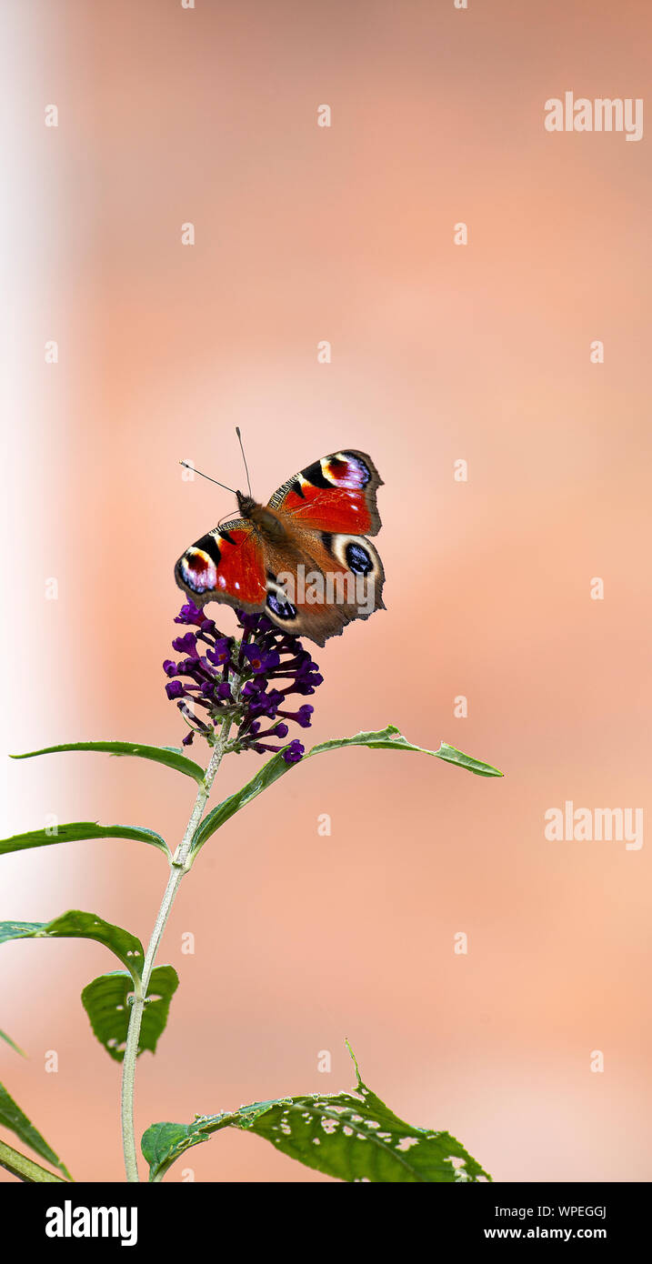 A Beautiful Peacock Butterfly Feeding on Pollen and Nectar on a Purple Buddleja Flower in a Garden in Alsager Cheshire England United Kingdom UK Stock Photo