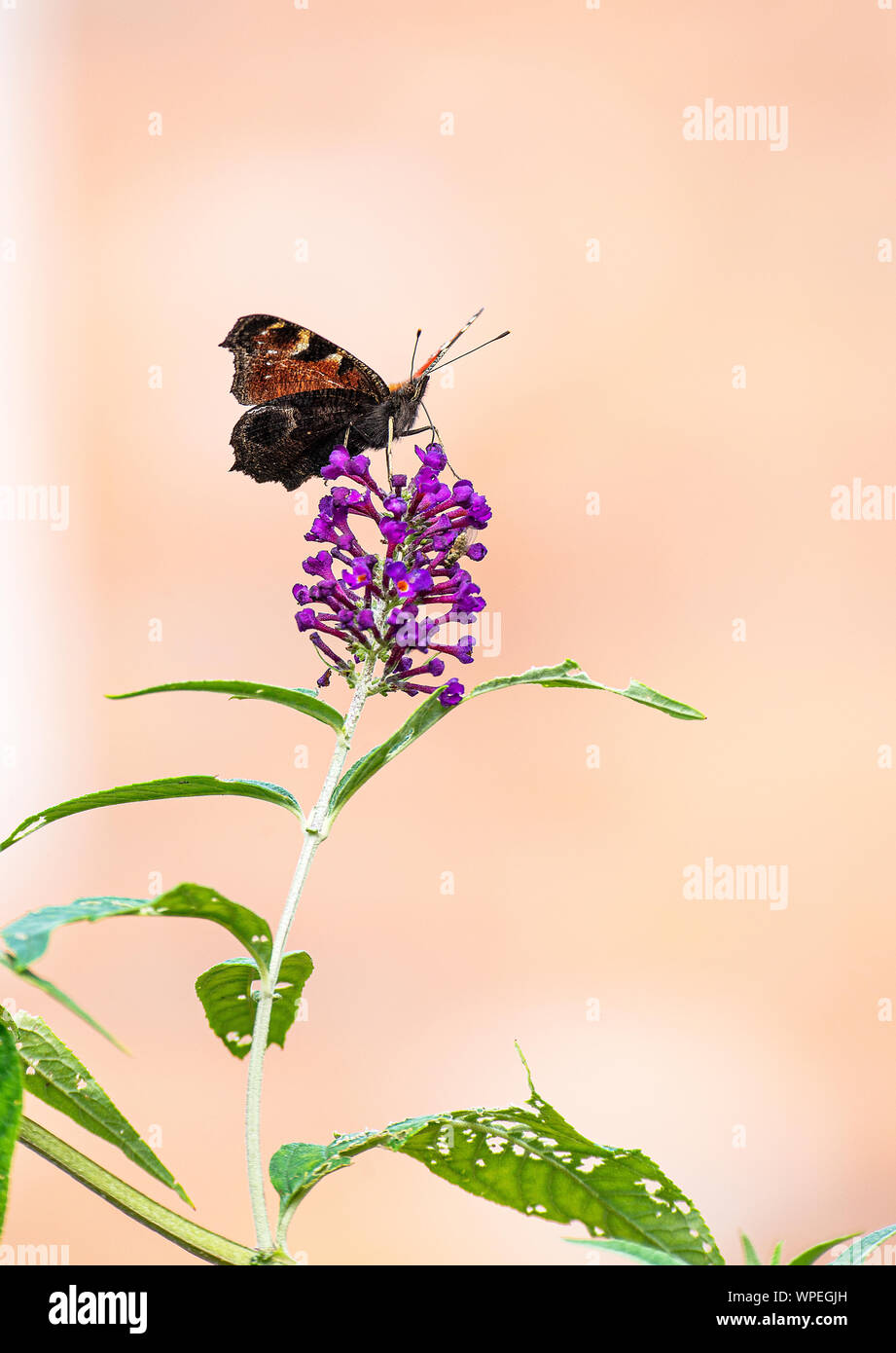 A Beautiful Peacock Butterfly Feeding on Pollen and Nectar on a Purple Buddleja Flower in a Garden in Alsager Cheshire England United Kingdom UK Stock Photo