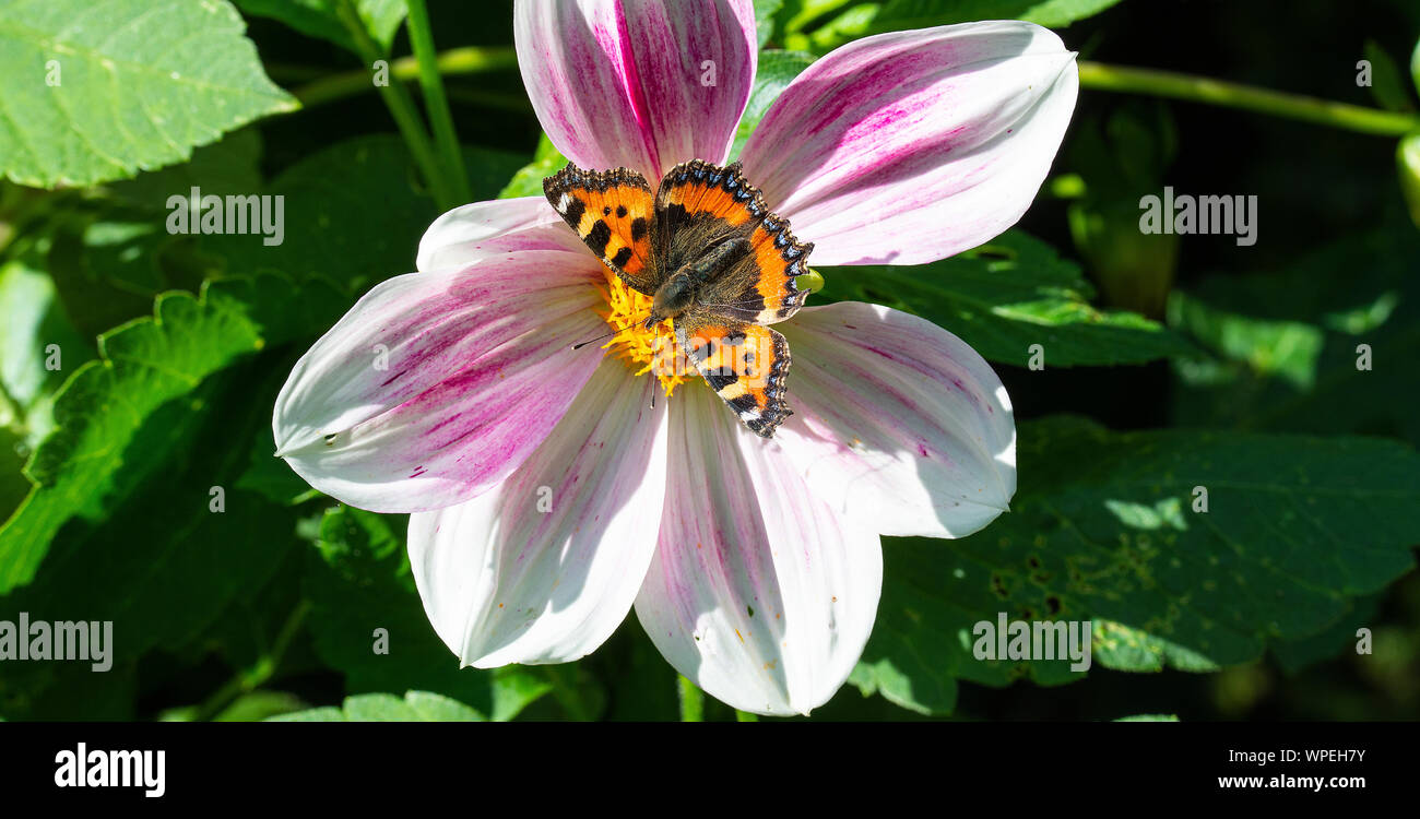 A Small Tortoiseshell Butterfly Sunbathing and Feeding on a White and Purple Dahlia Flower in a Garden in Alsager Cheshire England United Kingdom UK Stock Photo