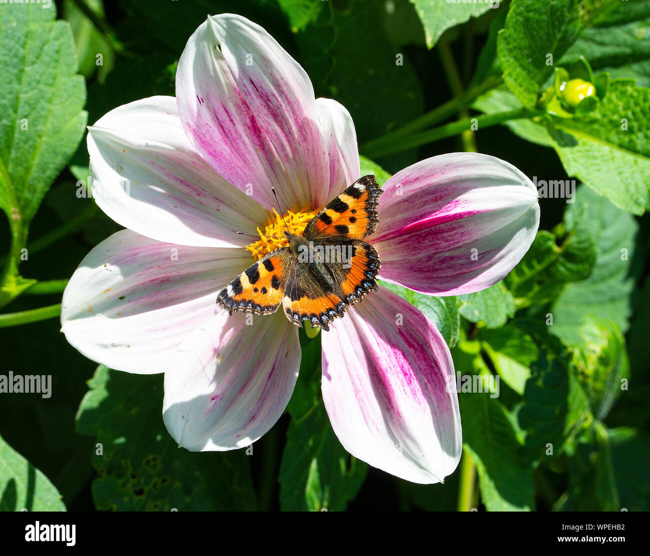 A Small Tortoiseshell Butterfly Sunbathing and Feeding on a White and Purple Dahlia Flower in a Garden in Alsager Cheshire England United Kingdom UK Stock Photo