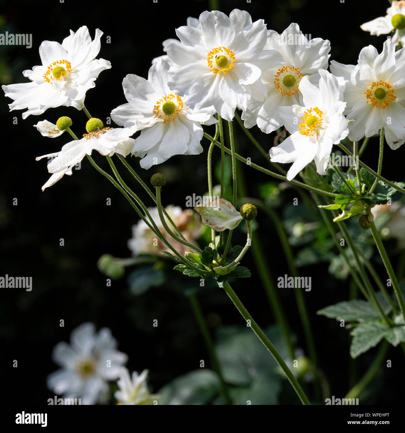 beautiful-white-anemone-japonica-flowers-honorine-jobert-in-full-summer