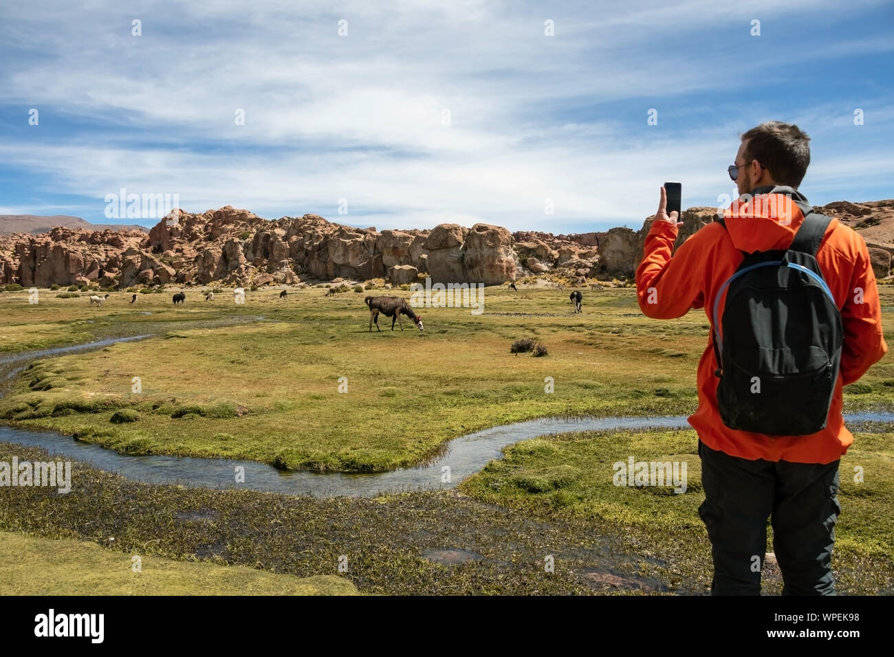 Young man with backpack at serene green landscape with alpacas and llamas, geological rock formations and blue sky on Altiplano, Andes of Bolivia Stock Photo