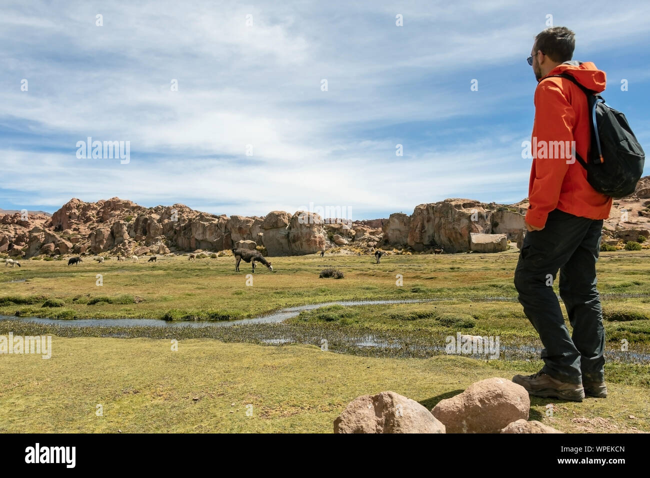 Young male tourist looking at serene green landscape with alpacas and llamas, geological rock formations and blue sky on Altiplano, Andes of Bolivia Stock Photo