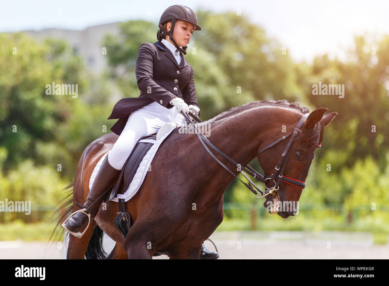 Young female horse rider on equestrian sport competition Stock Photo - Alamy