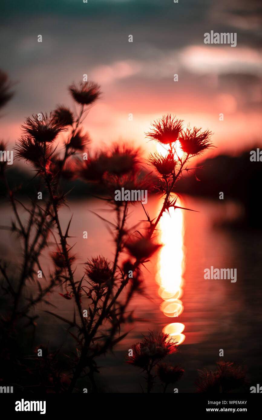 Colorful golden sunset over nature scene with vibrant,warm and rich tones. Silhouette of thistles in the golden evening sunset. Stock Photo