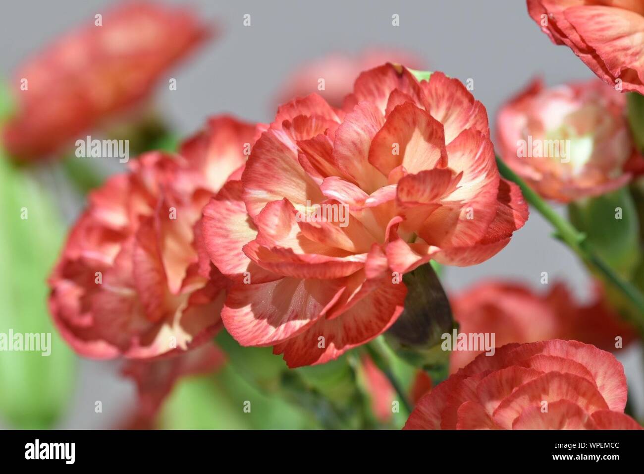 Blooming carnation hires stock photography and images Alamy