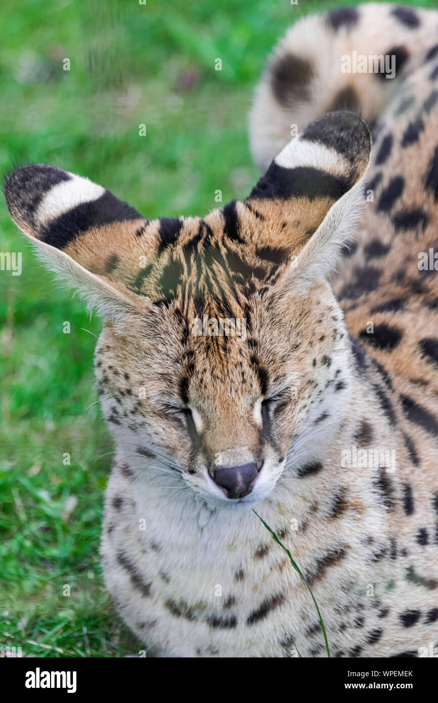 Serval cat (Leptailurus serval), sitting on green grass field, with