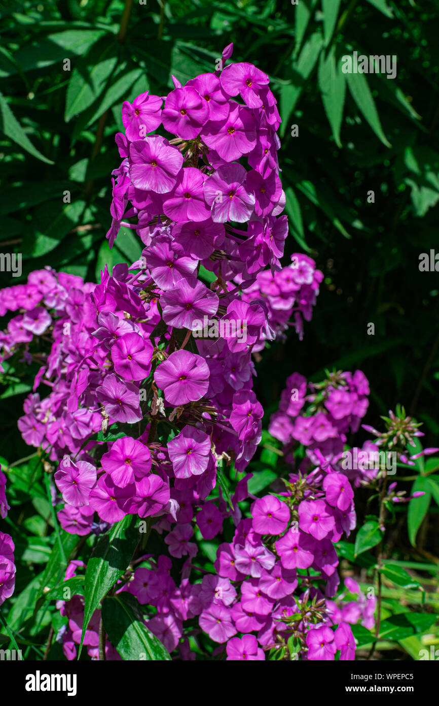 garden phlox (Phlox paniculata), blooming with sunlight and green vegetation background Stock Photo