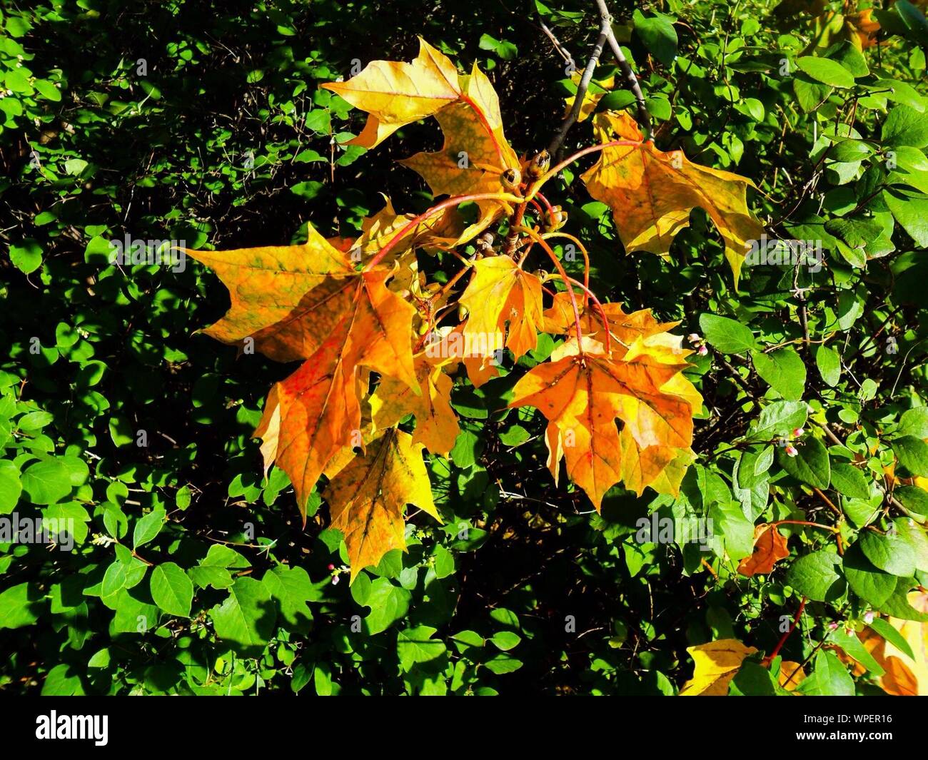 Yellow green hedge hires stock photography and images Alamy