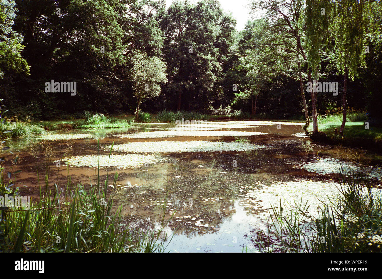 Swelling Hill pond, Four marks, Hampshire, England, United Kingdom