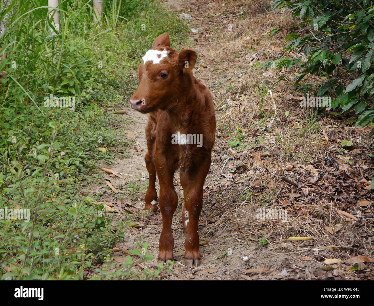 Cow calf hi-res stock photography and images - Alamy